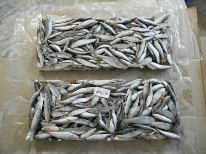 FRESH Frozen indian oil sardine