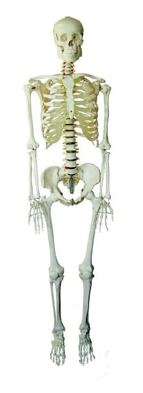 Anatomical Models