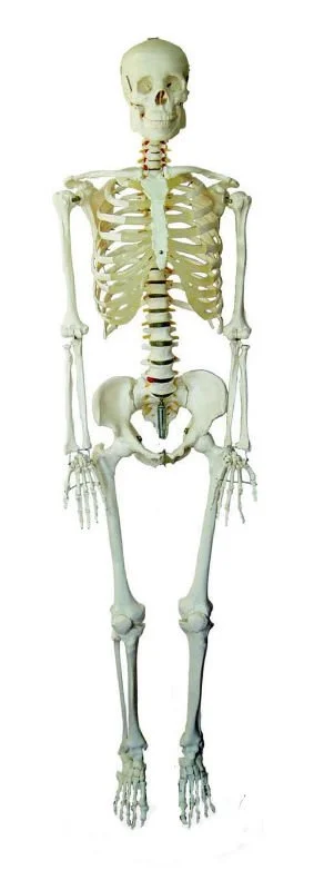 ODQwMQ==/mediabank/images/products/Anatomical_Models_2.webp