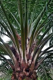 Crude Palm oIl