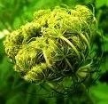 Carrot Seed Oil Natural