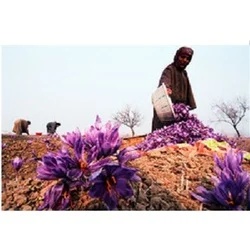 Natural Saffron