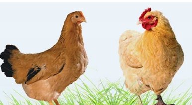 Hatching Eggs for Poultry and Hatchery Operations