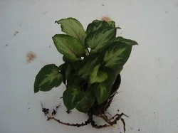 Syngonium Yami Net Pot