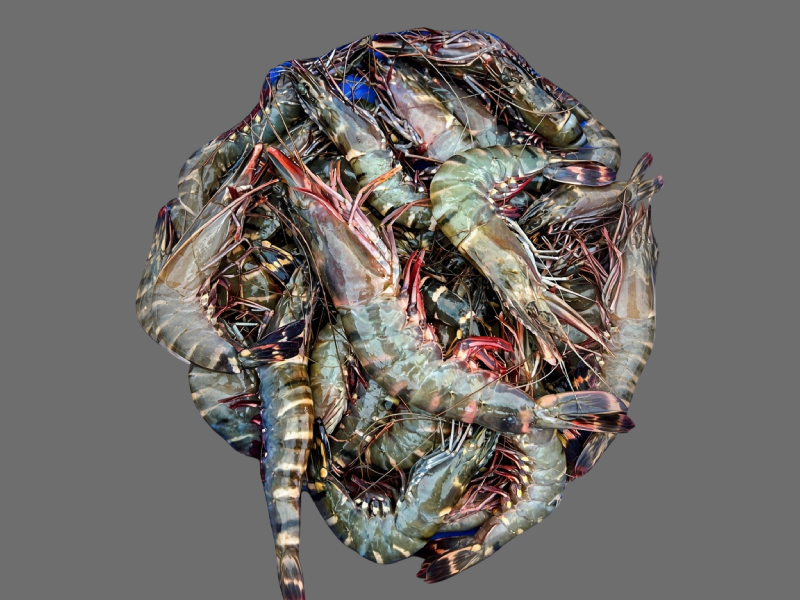 Fresh Tiger Prawns 2.jpg