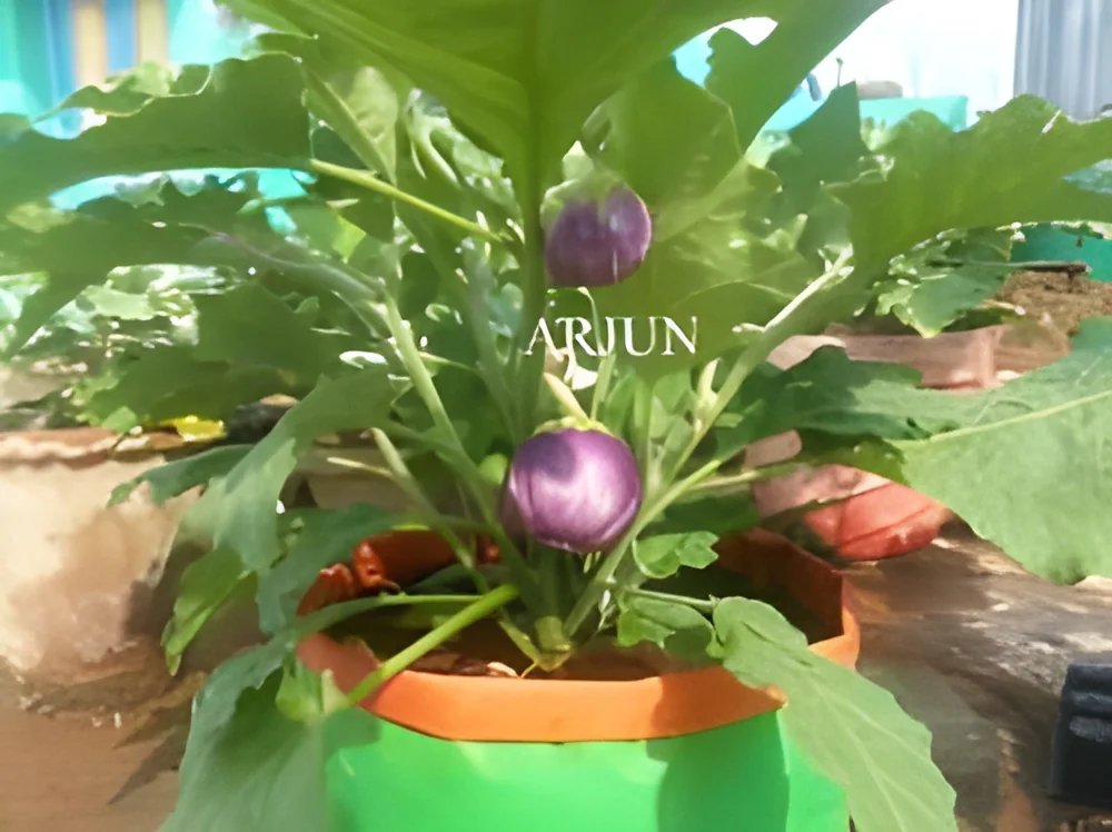 product-image-1