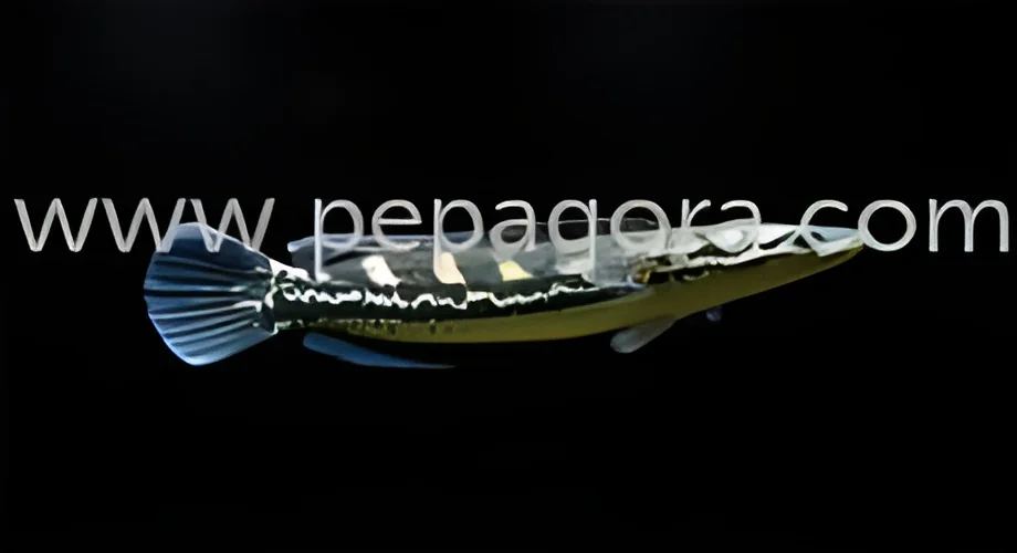 product-image-1