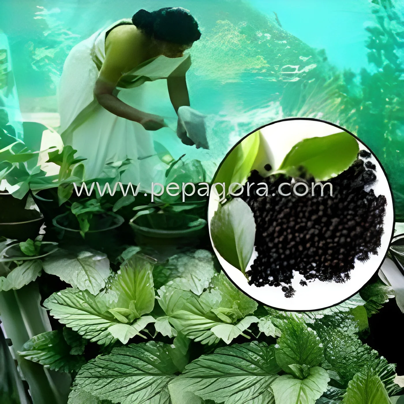 resizeImages/MTQ5NDY=/mediabank/images/products/Pseudocare1094372353_14946.webp