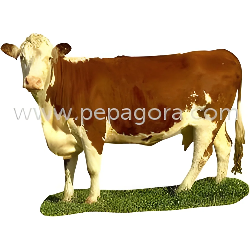 product-image-1