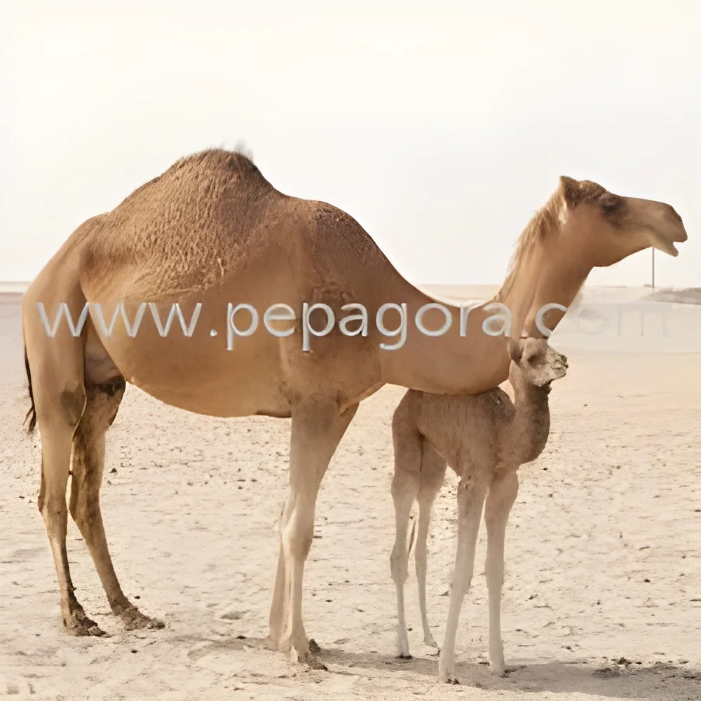 resizeImages/MTQwOTI=/mediabank/images/products/BreedingCamelFeed326769008_14092.webp