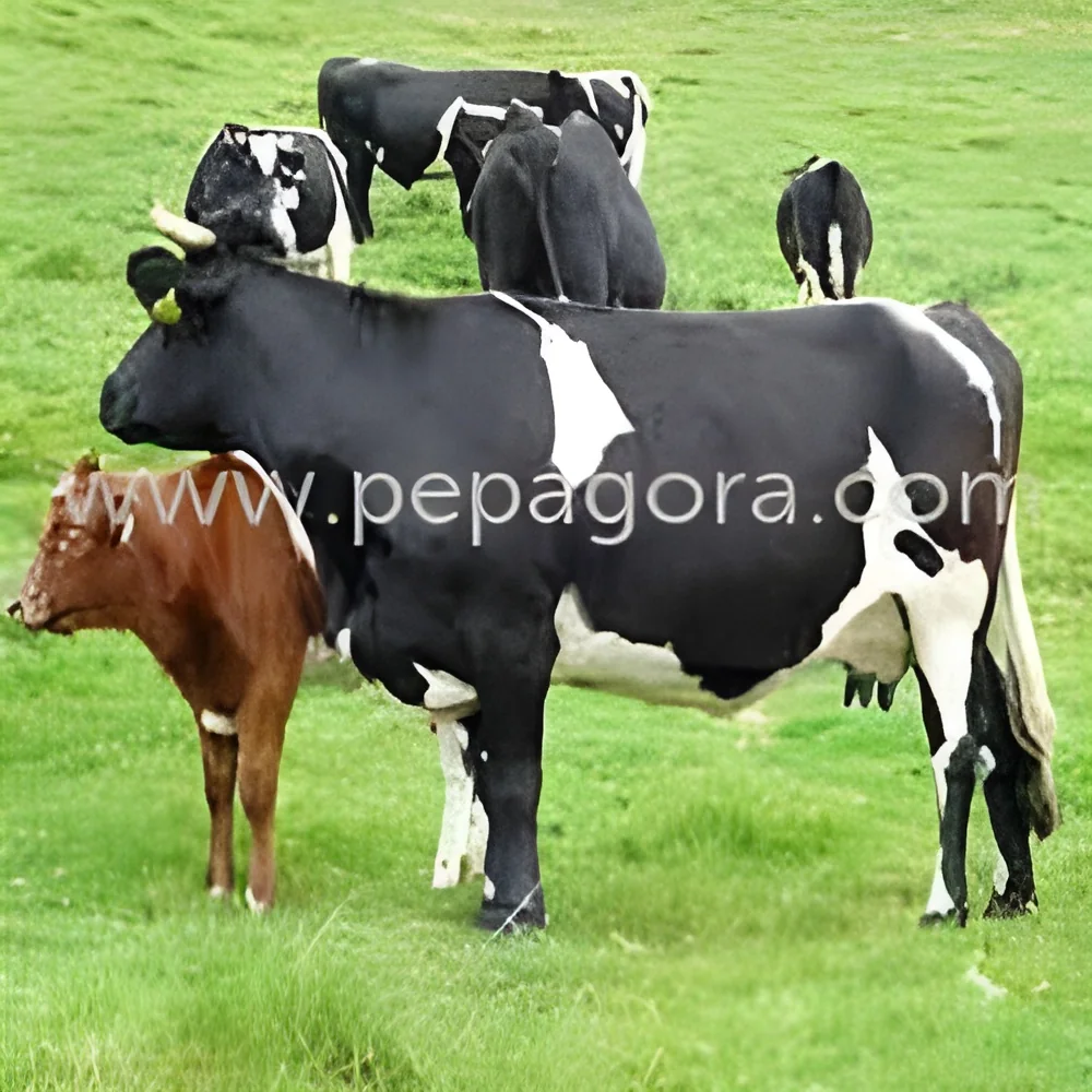 resizeImages/MTQwOTI=/mediabank/images/products/LowYieldingCattleFeed1943021733_14092.webp