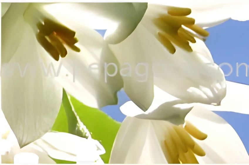 product-image-1