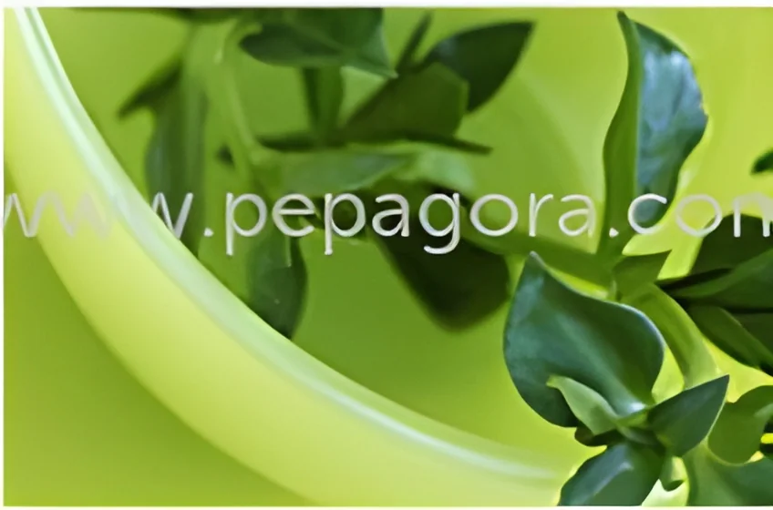 resizeImages/MTU0MDk=/mediabank/images/products/HerbalExtracts616090703_15409.webp