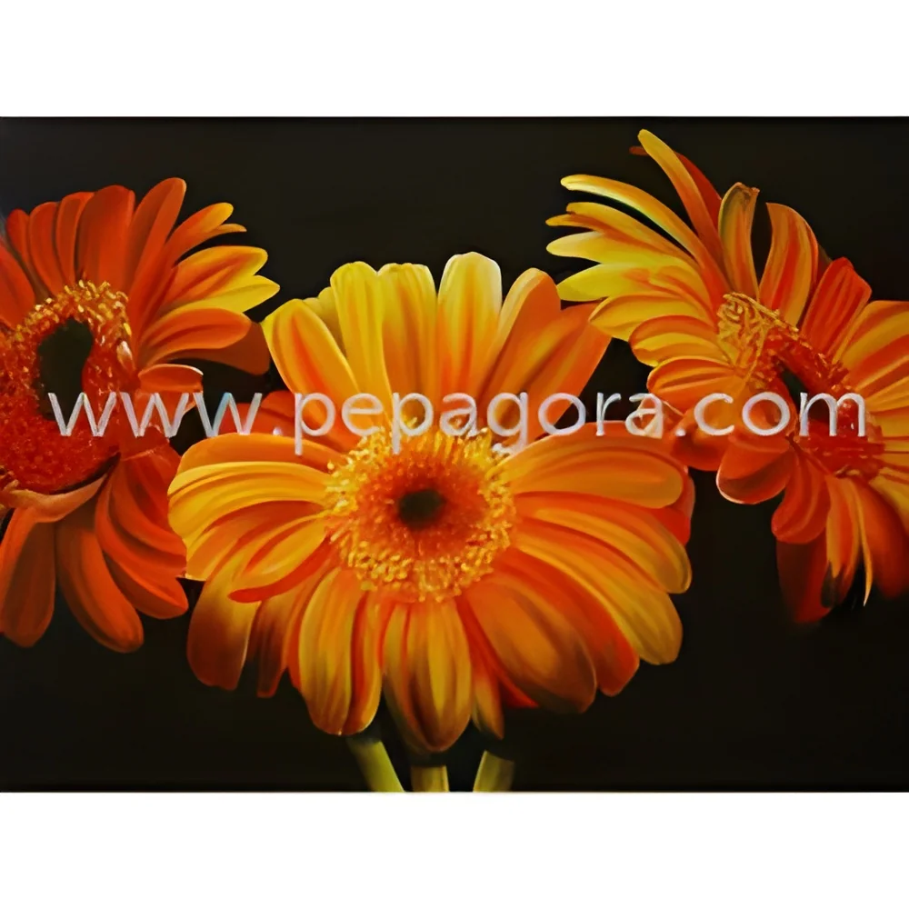 resizeImages/MTU1NjQ=/mediabank/images/products/OrangeGerbera476092996_15564.webp