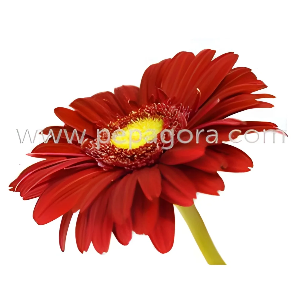 product-image-1