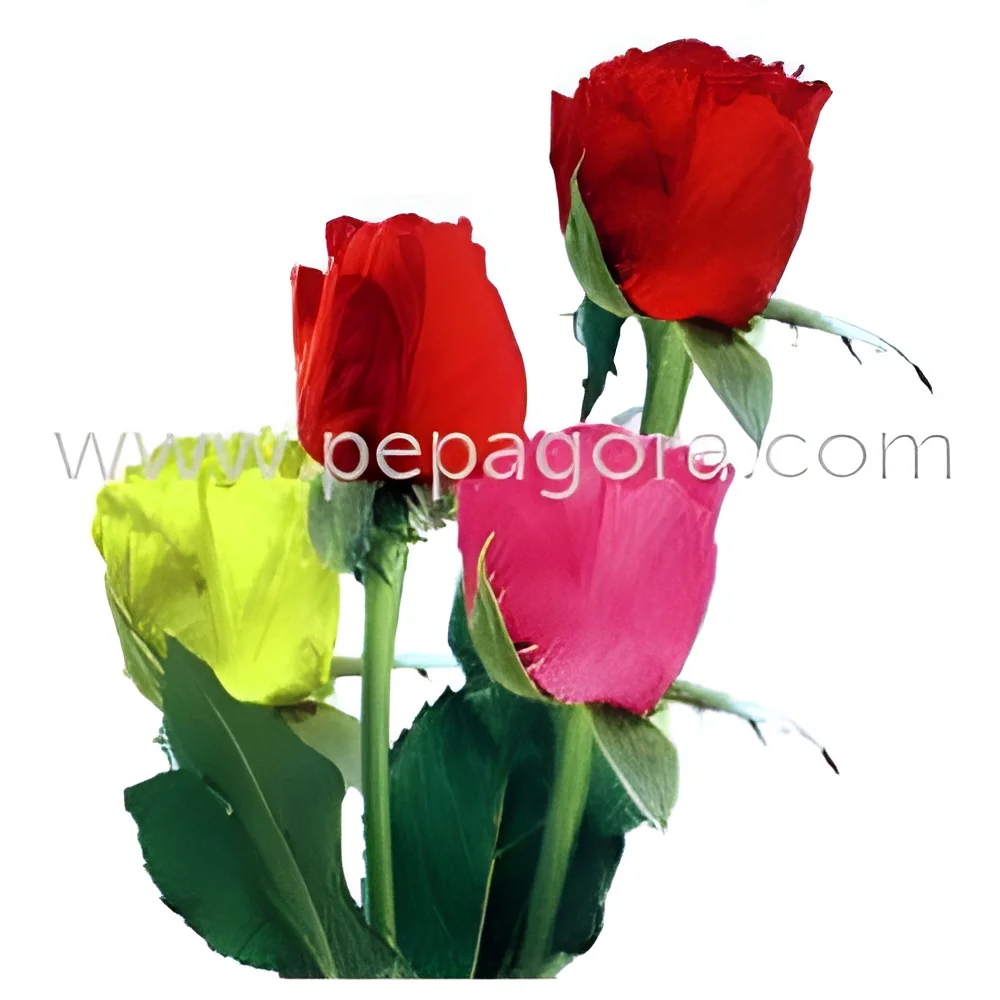 product-image-1