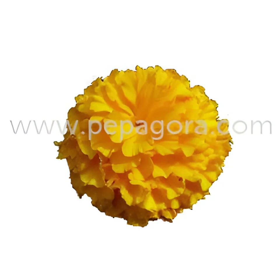 resizeImages/MTU1NjU=/mediabank/images/products/FreshMarigold1604007275_15565.webp