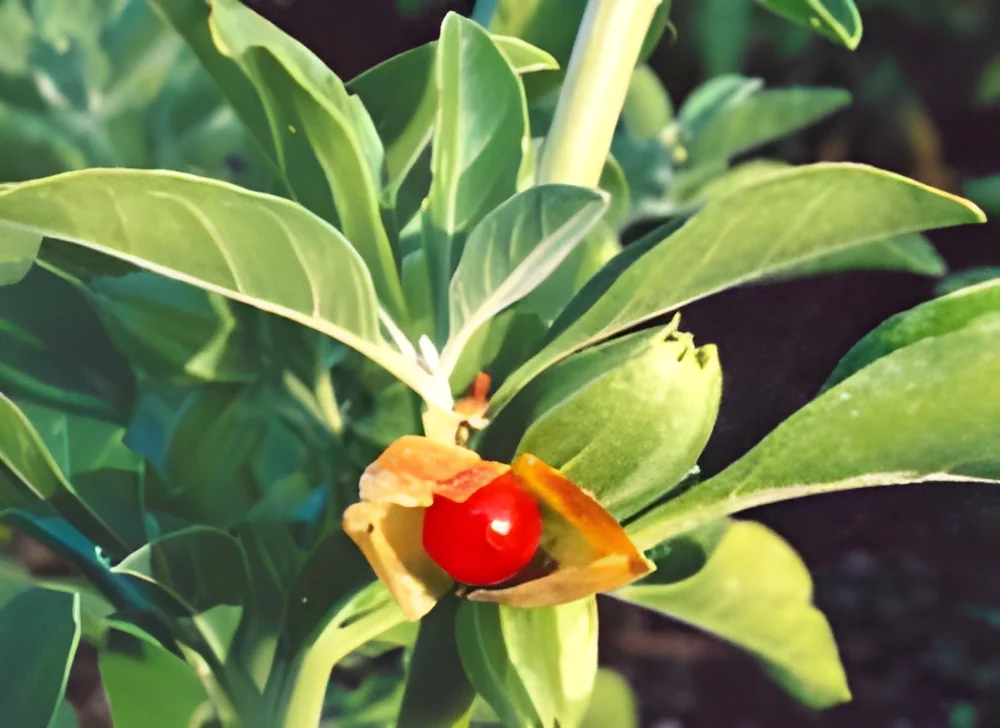 resizeImages/MTU2MjE=/mediabank/images/products/WithaniaSomnifera-Ashwagandha994546508_15621.webp