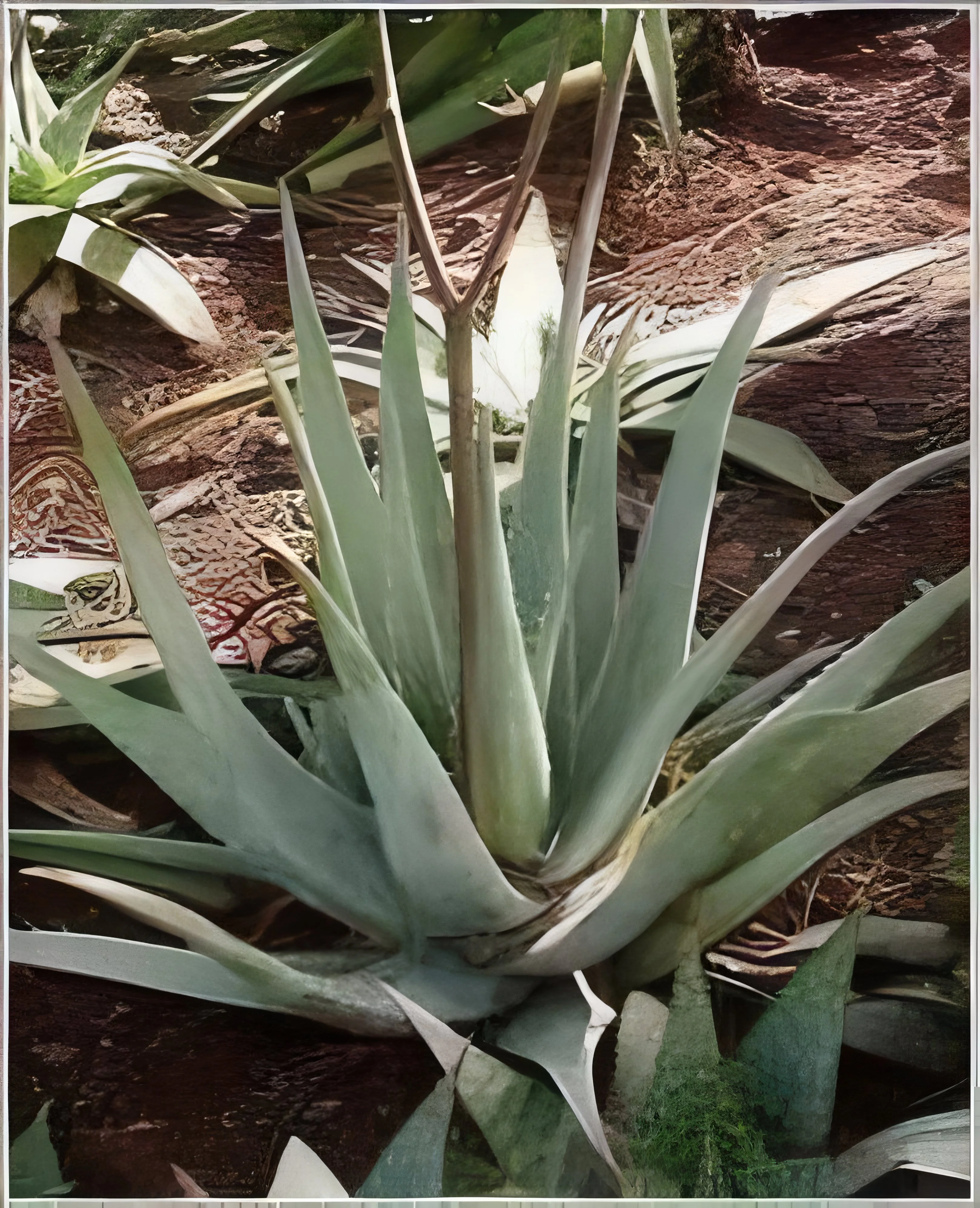 product-image-1