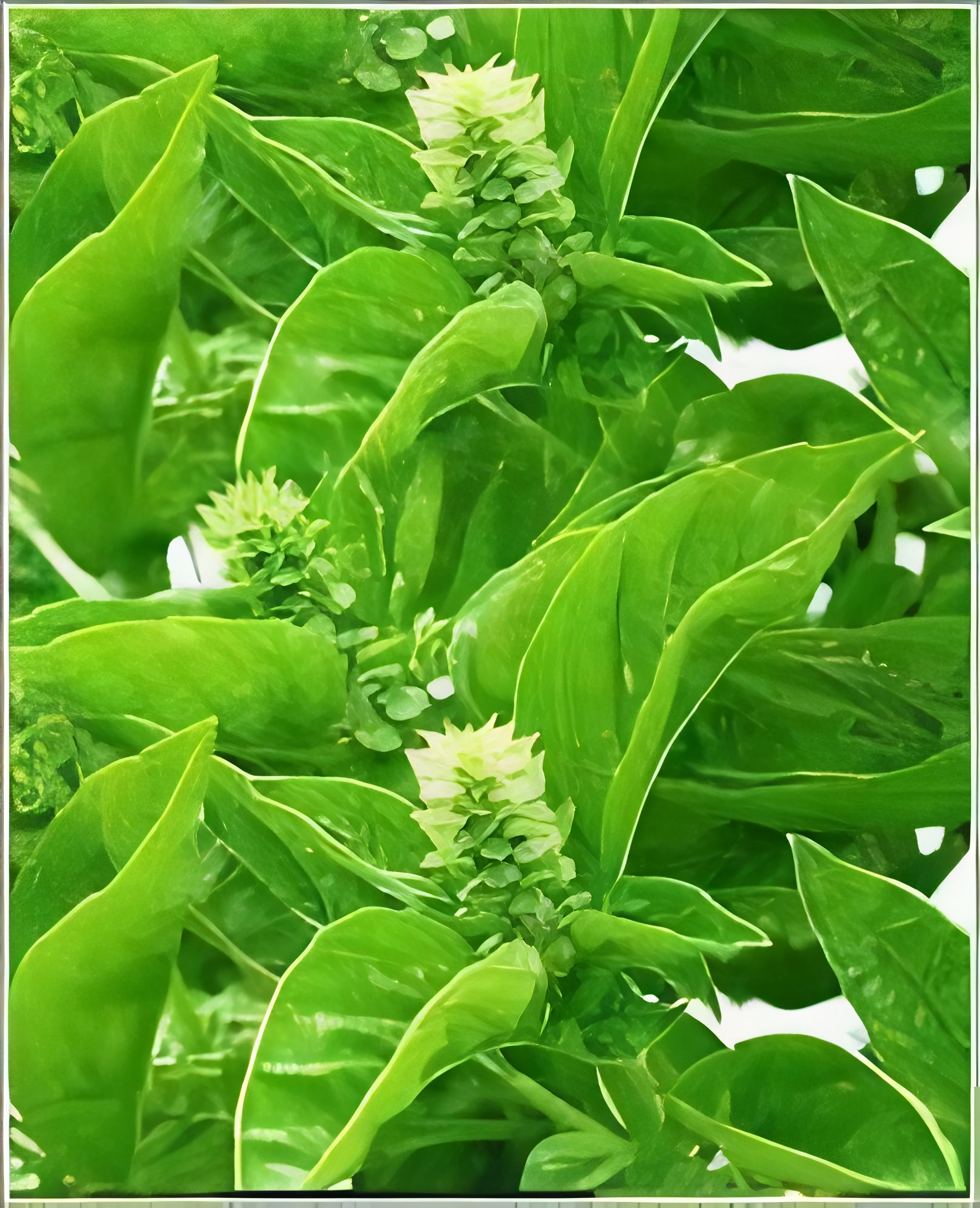 resizeImages/MTUwMjI=/mediabank/images/products/TulsileavesBasilHerb2144317748_15022.webp