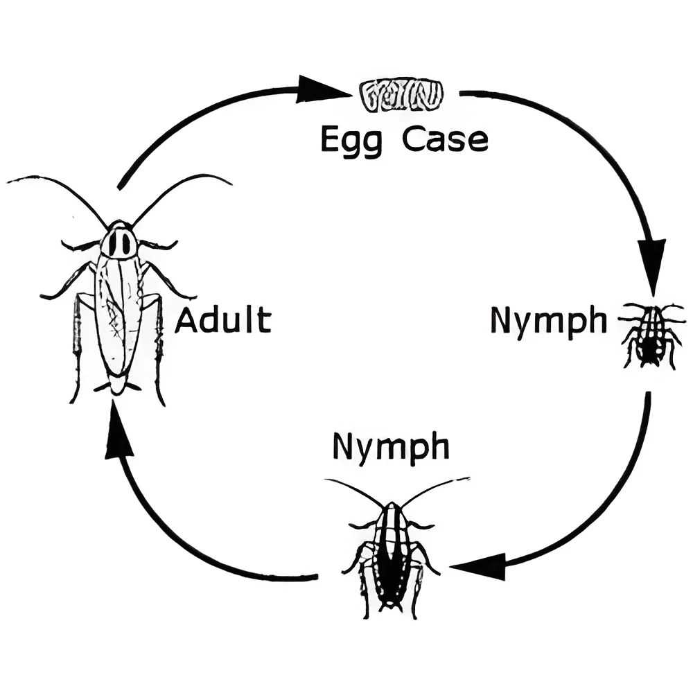 resizeImages/MTUyOTM=/mediabank/images/products/CockroachControlInsecticide1620831650_15293.webp