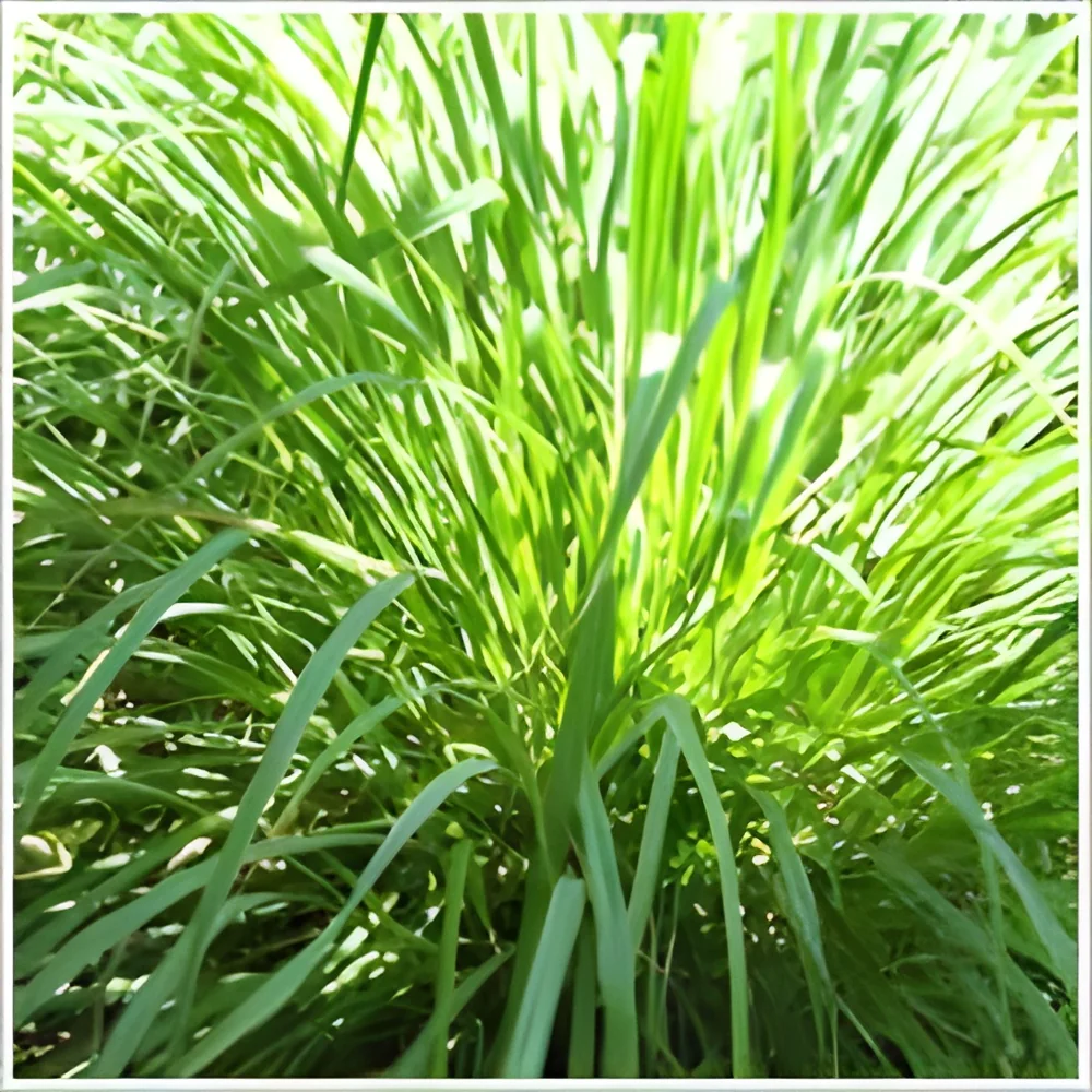 resizeImages/MTUzMzg=/mediabank/images/products/CitronellaJavaOil1562960314_15338.webp