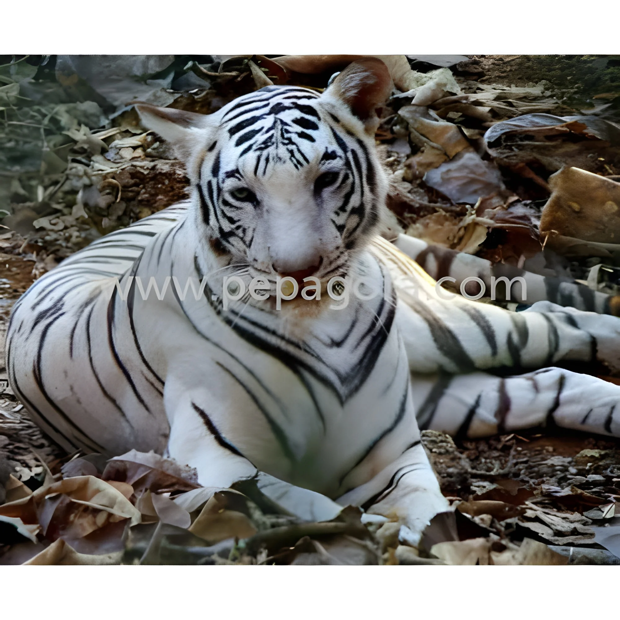 product-image-1