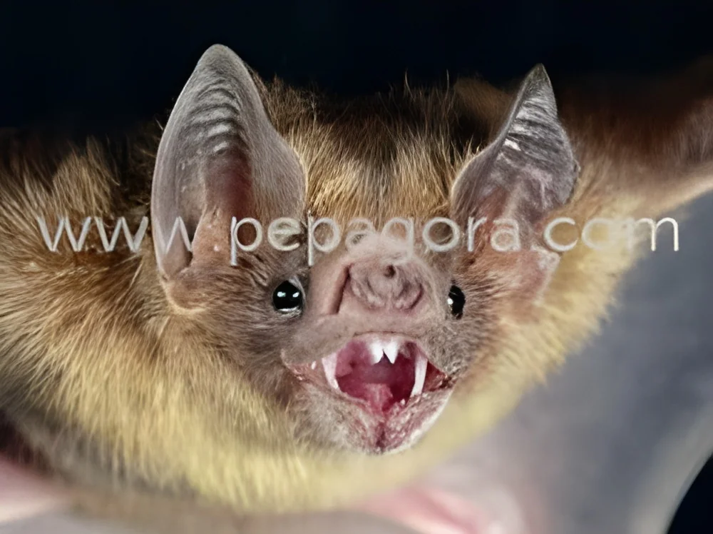 resizeImages/MTc1NzQ=/mediabank/images/products/BatsControlServices568908463_17574.webp