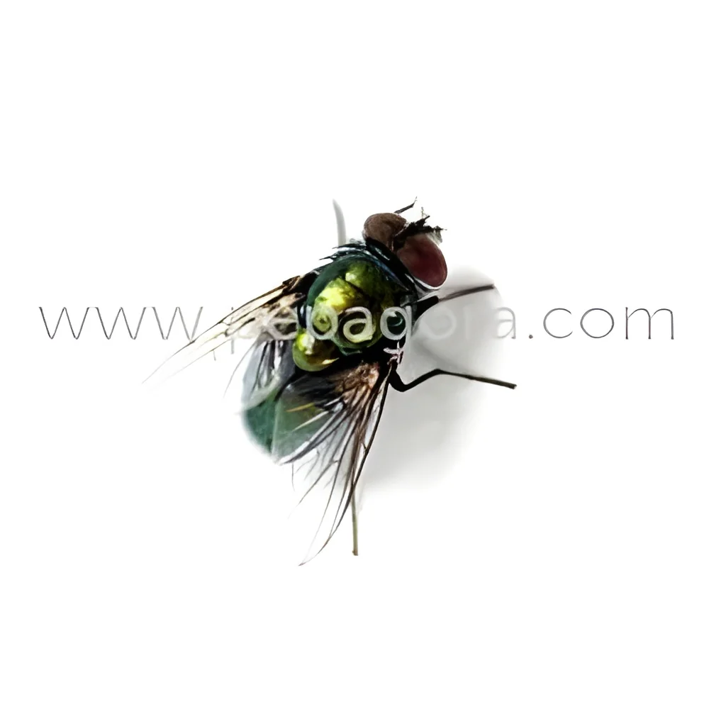 resizeImages/MTc1NzQ=/mediabank/images/products/FliesControlServices2002461236_17574.webp