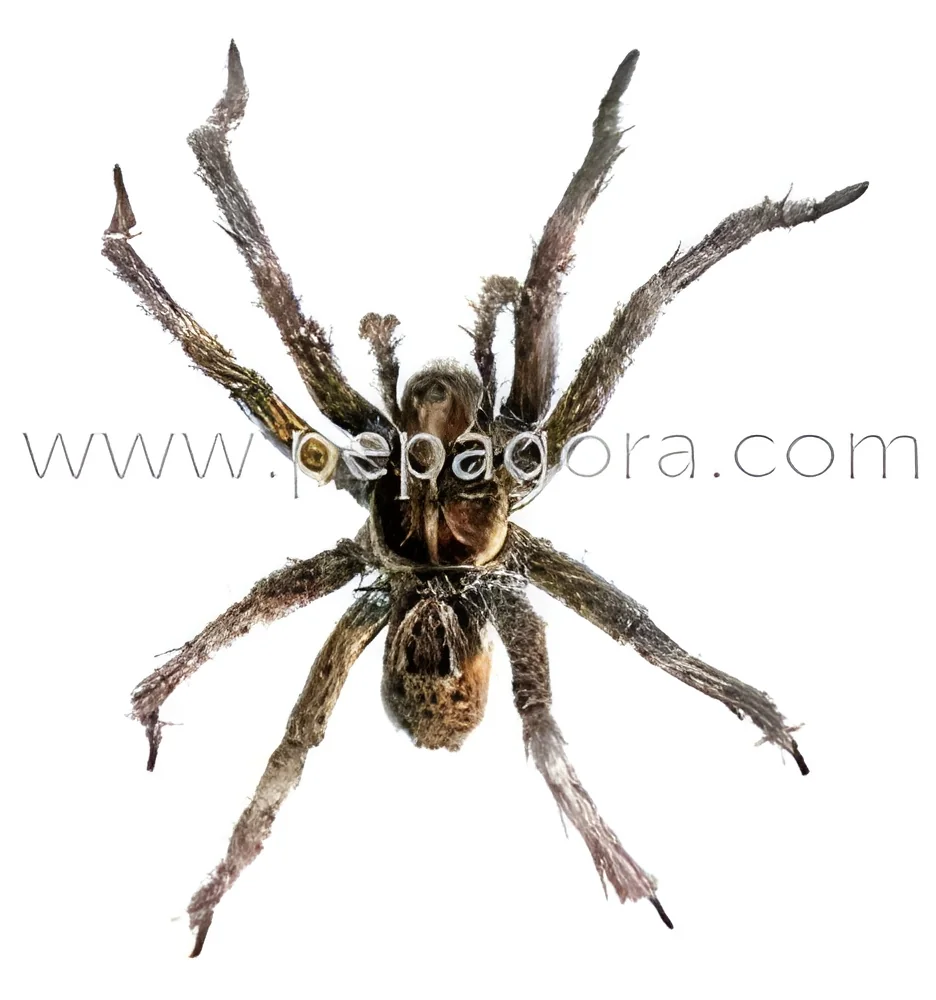 product-image-1