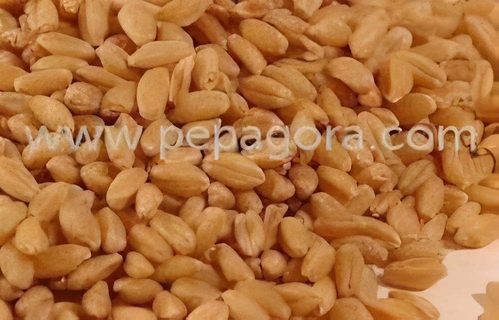 resizeImages/MTc2NzI=/mediabank/images/products/AgroProduct-Cereals1338878063_17672.webp