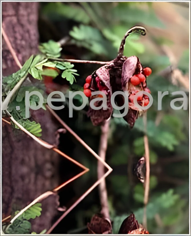 resizeImages/MTcwMjI=/mediabank/images/products/AbrusPrecatorius304283175_17022.webp
