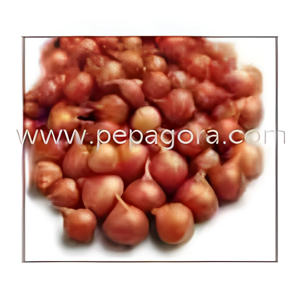 resizeImages/MjE4Nw==/mediabank/images/products/ShallotOnion1936277184_2187.webp
