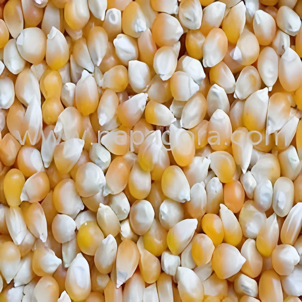resizeImages/MjE4Nw==/mediabank/images/products/YellowMaizeGrain561681369_2187.webp