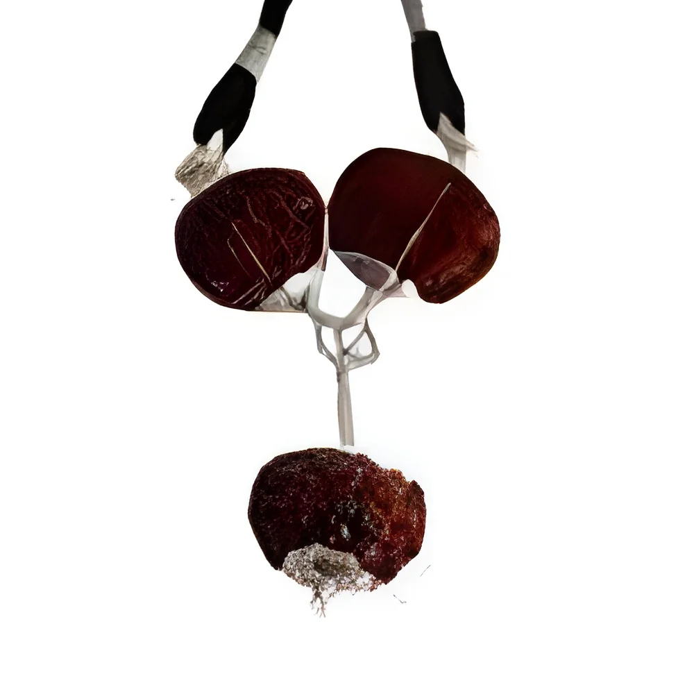 product-image-1
