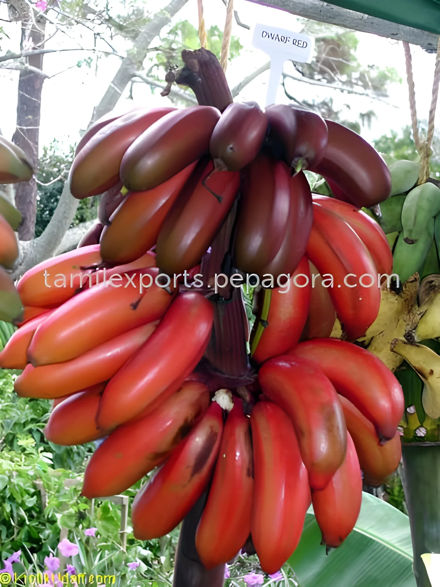 product-image-1