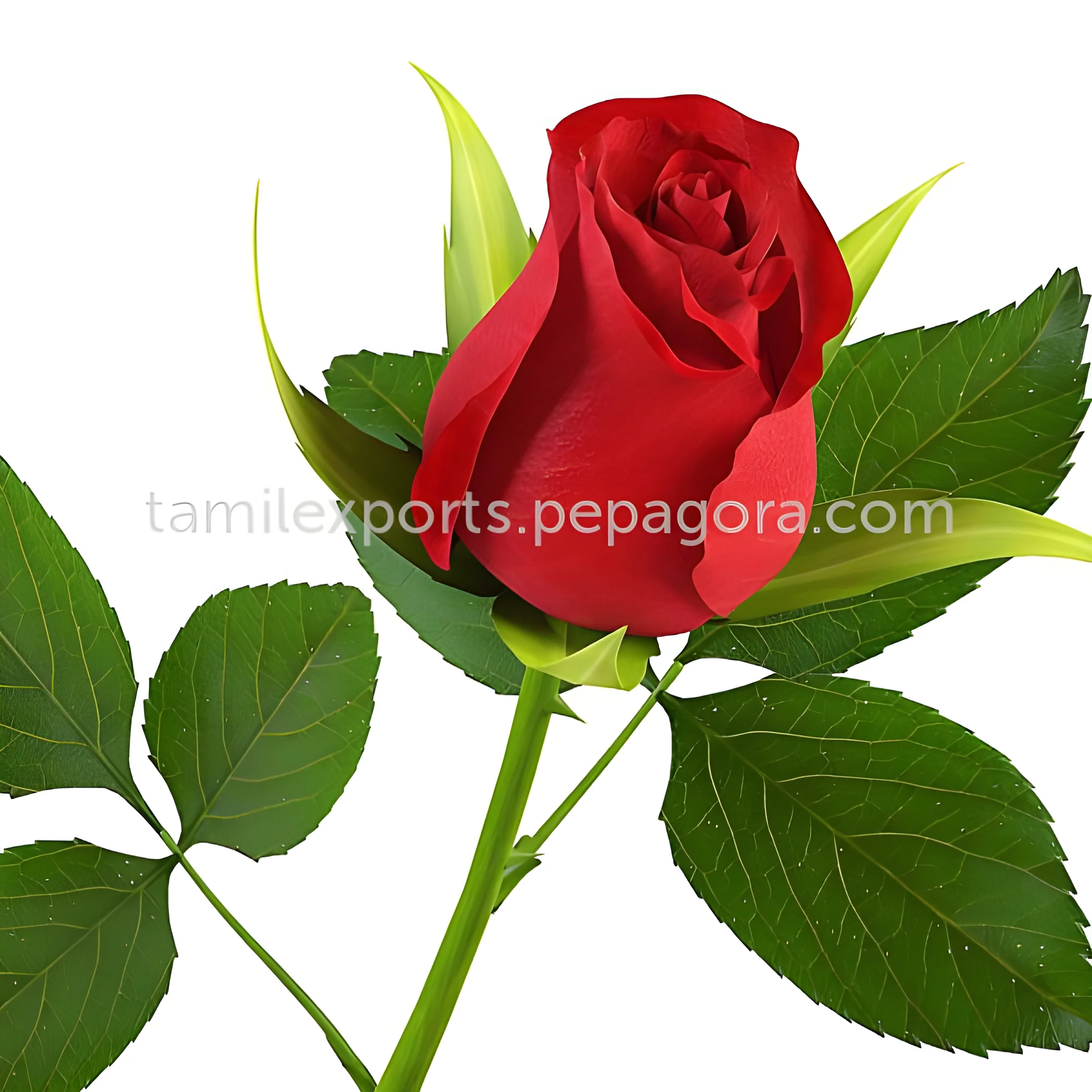 product-image-1