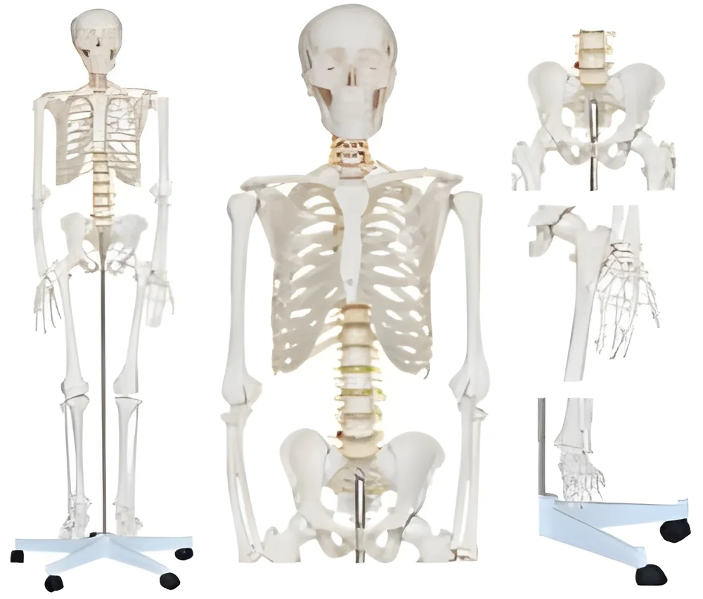 resizeImages/MjQwNg==/mediabank/images/products/SkeletonWithStandSize128754599_2406.webp