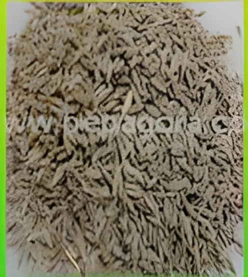 resizeImages/MjU3OTE=/mediabank/images/products/Cumin1790755267_25791.webp