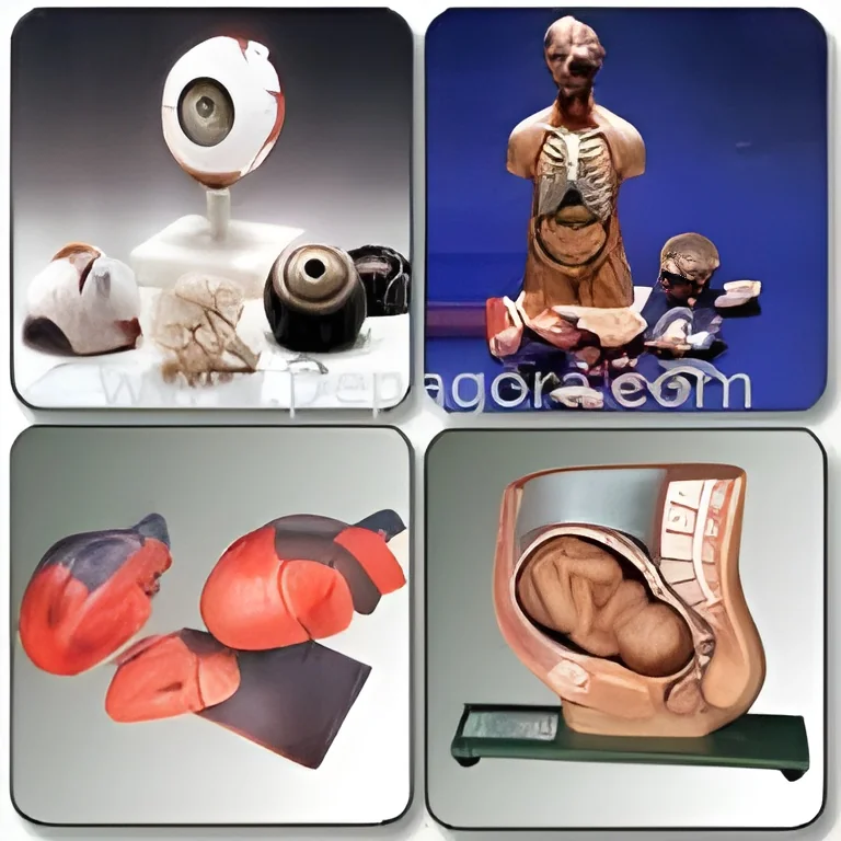 resizeImages/MjY1NjQ=/mediabank/images/products/BiologicalModels50678963_26564.webp