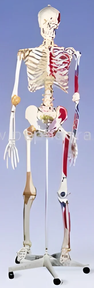 product-image-1