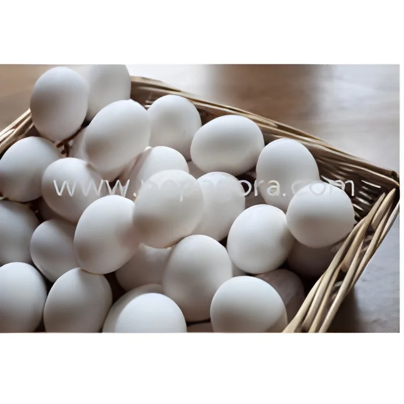 resizeImages/MjczOTI=/mediabank/images/products/WhiteEgg338974704_27392.webp
