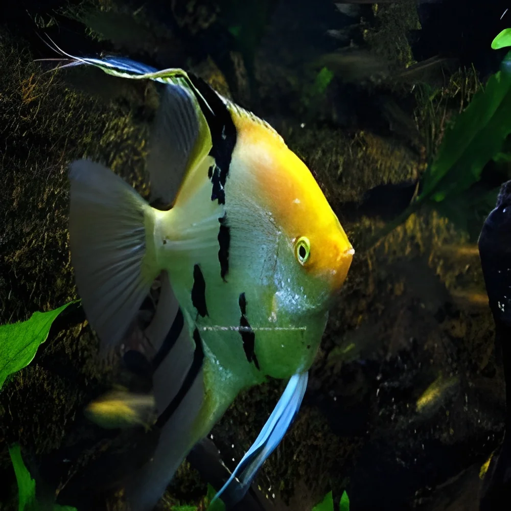 resizeImages/MjgwNA==/mediabank/images/products/angel-fish-250x250.webp
