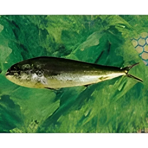 resizeImages/MjgwNA==/mediabank/images/products/dolphin-maff-fish-250x250.webp