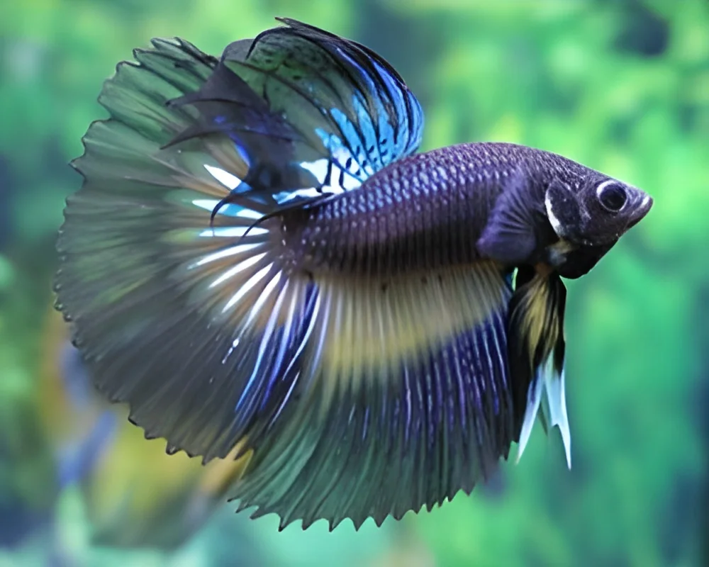 resizeImages/MjgwNA==/mediabank/images/products/fighter-fish-250x250.webp