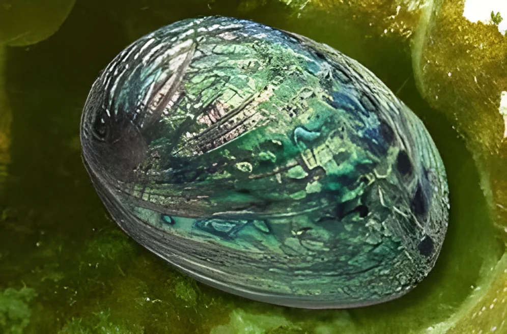 resizeImages/MzA4OQ==/mediabank/images/products/abalone-shell-250x250.webp