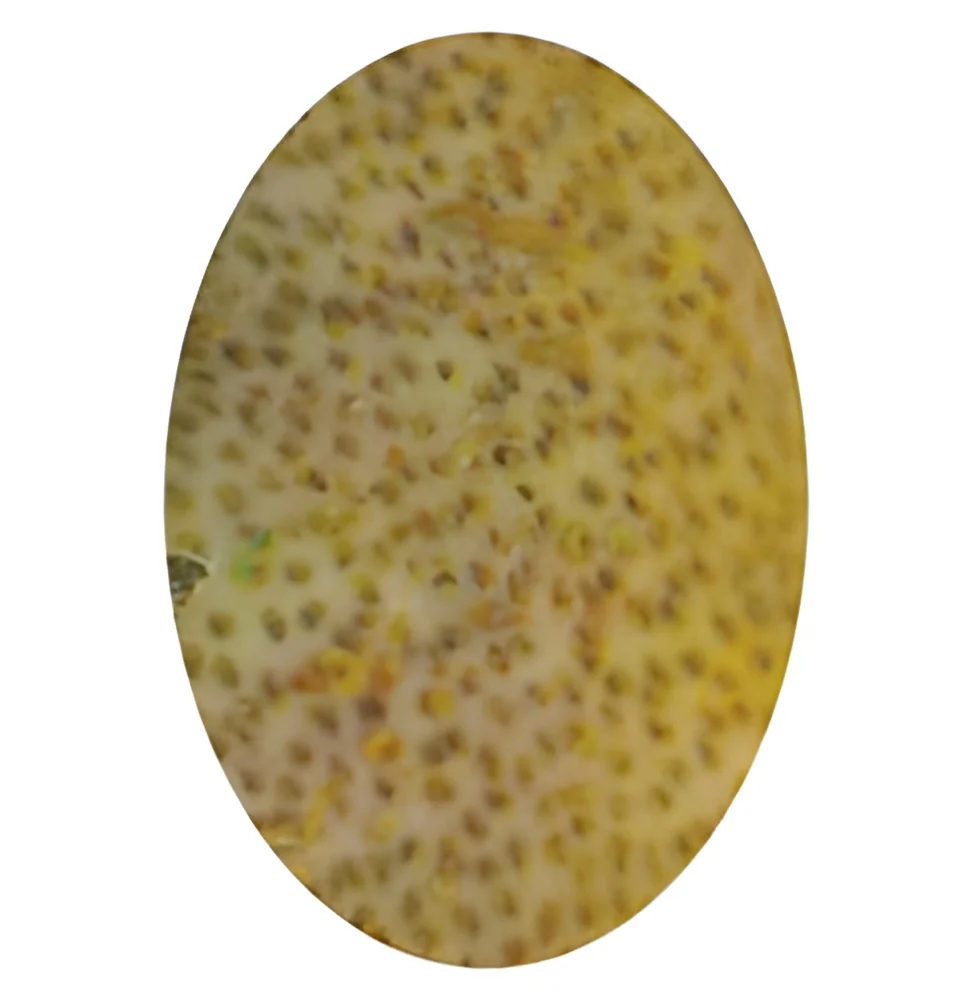 resizeImages/MzA4OQ==/mediabank/images/products/palm-wood-jasper-250x250.webp