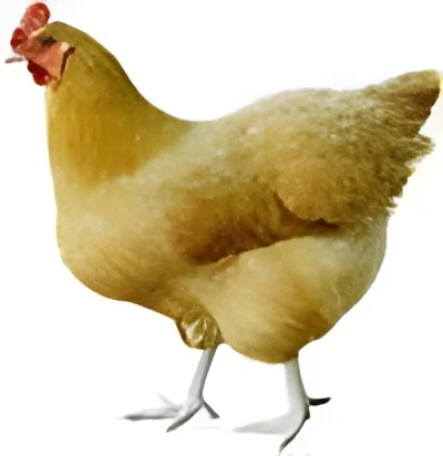 product-image-1