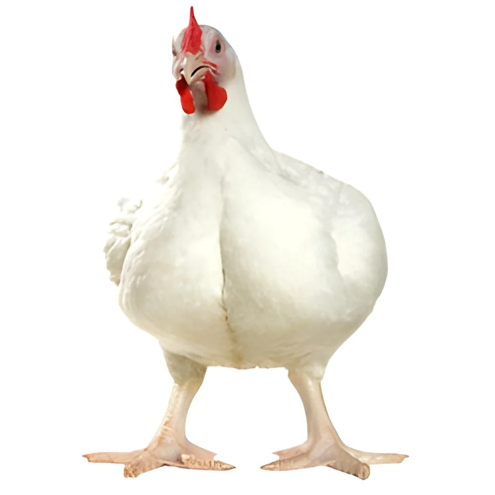 product-image-1