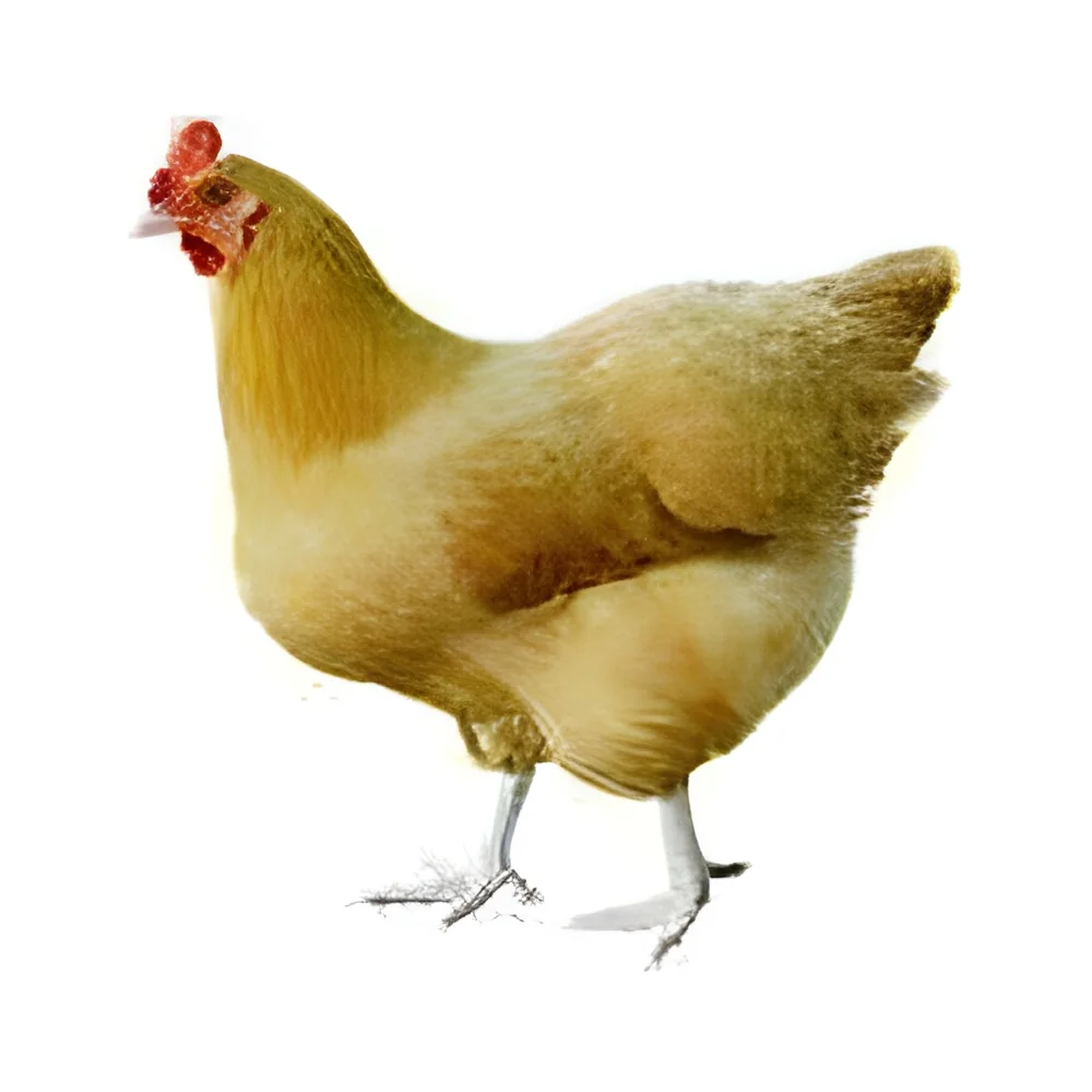 product-image-1